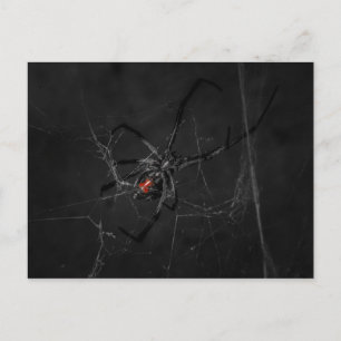 Mrs. Black Postcard