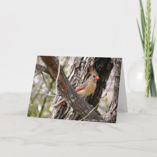 Mrs. Cardinal-2004 Card