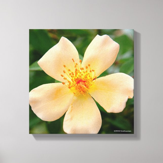 Mrs. Oakley Fisher Rose Canvas Print (Front)