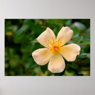 Mrs. Oakley Fisher Rose Poster