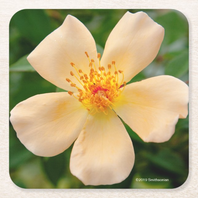 Mrs. Oakley Fisher Rose Square Paper Coaster (Front)