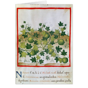 Ms 3054 fol.20 Melons, from 'Tacuinum Sanitatis'