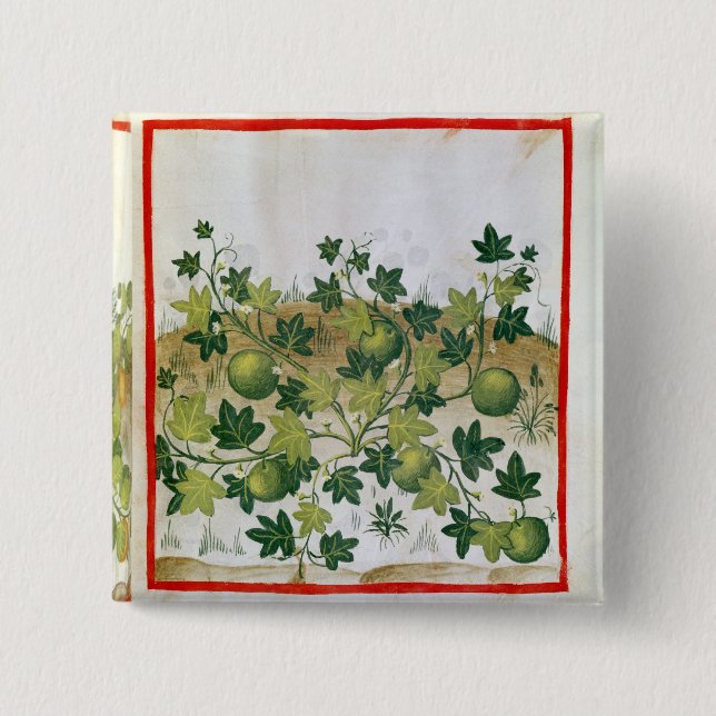 Ms 3054 fol.20 Melons, from 'Tacuinum Sanitatis' 15 Cm Square Badge (Front)