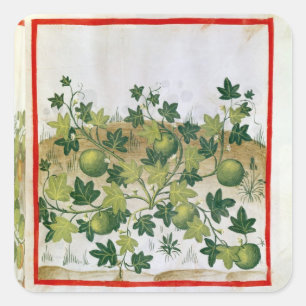 Ms 3054 fol.20 Melons, from 'Tacuinum Sanitatis' Square Sticker