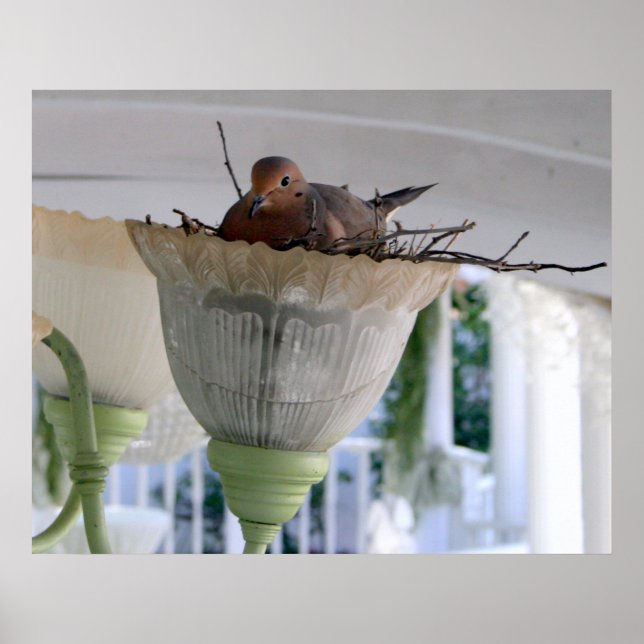 Ms Dove Poster (Front)