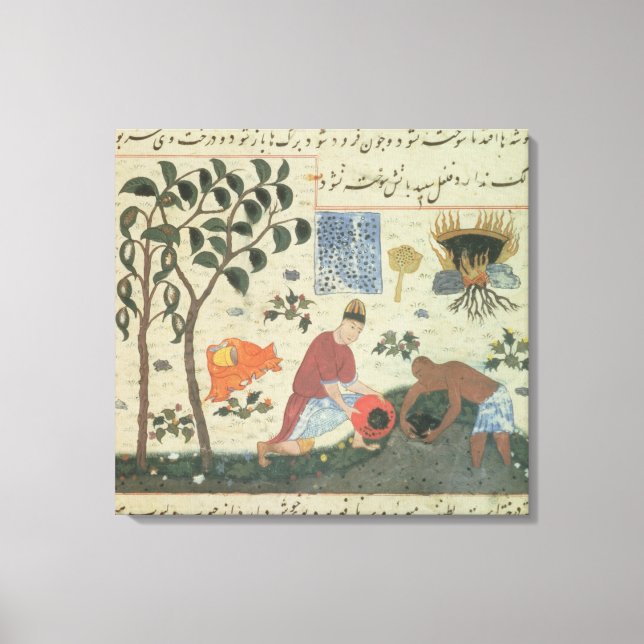 Ms Pers 332 Pepper tree and preparing pepper Canvas Print (Front)