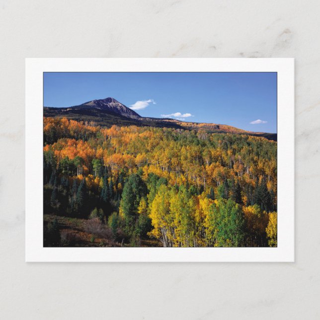 "Mt. Baldy - Aspen Tree Flow" Postcard (Front)