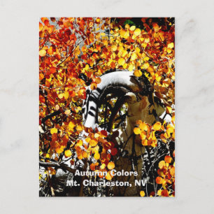 Mt. Charleston, Las Vegas NV Curved Aspen Postcard