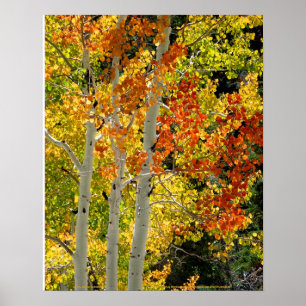 Mt. Charleston NV Autumn Aspen 16"x 20" Poster