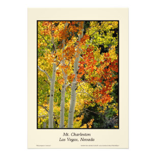 Mt. Charleston NV Autumn Aspen 20"x28" Poster