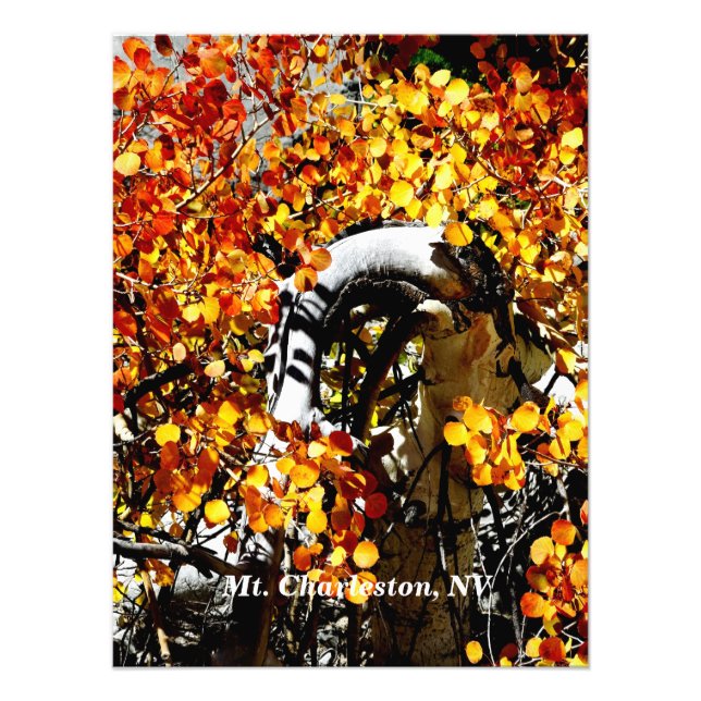 Mt. Charleston NV Autumn Aspen Photo Print (Front)