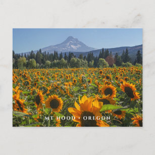 Mt Hood   Oregon Postcard
