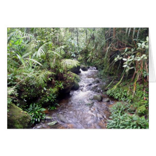mt kinabalu creek