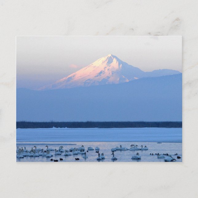 Mt. Shasta California Postcard (Front)