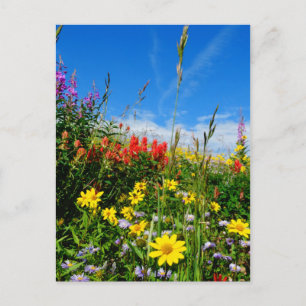 Mt. Wildflowers Postcard