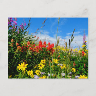 Mt. Wildflowers Postcard