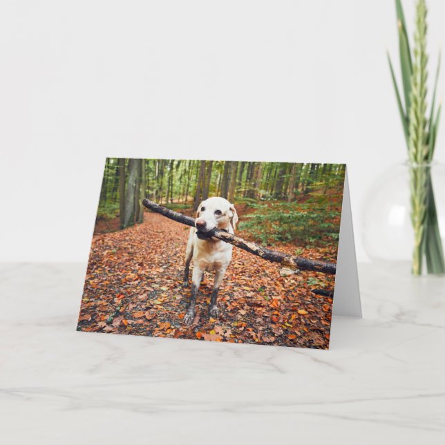 Muddy Dog In Autumn Nature Card (Front)