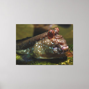 Mudskipper Amphibious Fish Oxudercinae Canvas Print