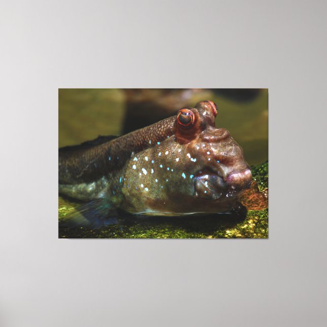 Mudskipper Amphibious Fish Oxudercinae Canvas Print (Front)