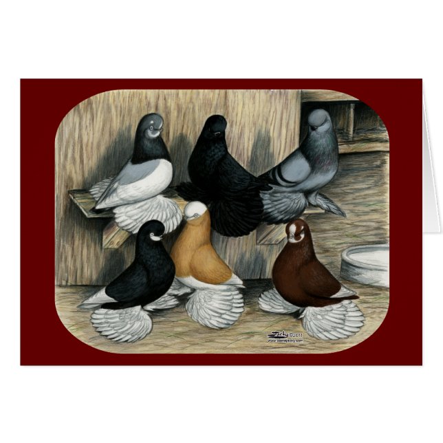 Muffed Tumbler Pigeons (Front Horizontal)