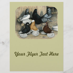 Muffed Tumbler Pigeons Flyer
