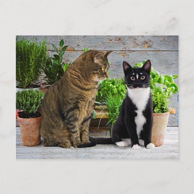 "Muffin & Kells" Postcard (Front)