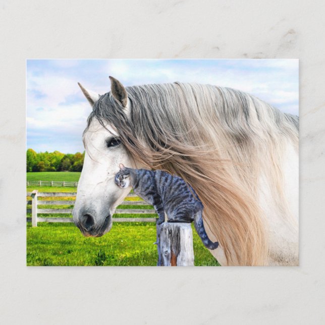 "Muffin & Saraband"  Postcard (Front)