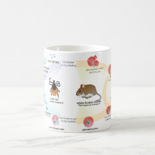 MUG Diagram Babesia microti life cycle