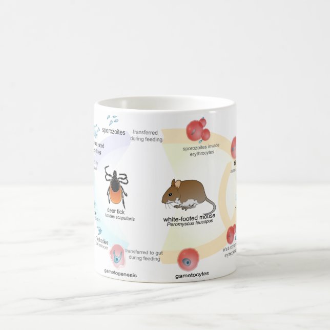 MUG Diagram Babesia microti life cycle (Center)