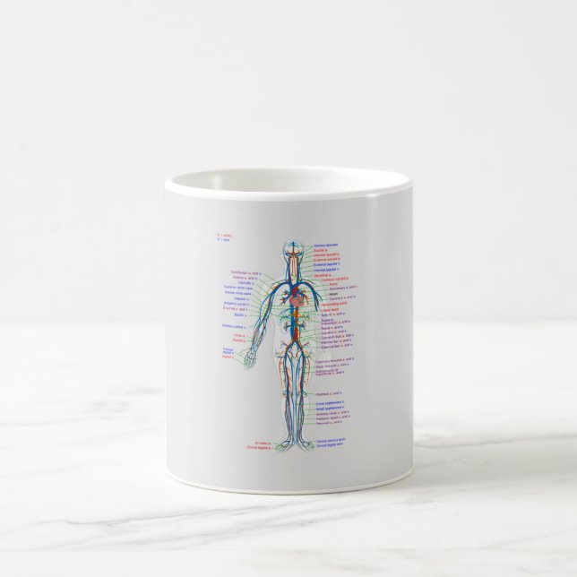 MUG Diagram Human Circulatory System Arteries  (Center)