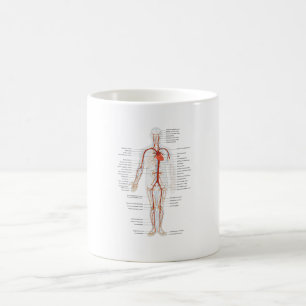MUG Human Circulatory System of Arteries