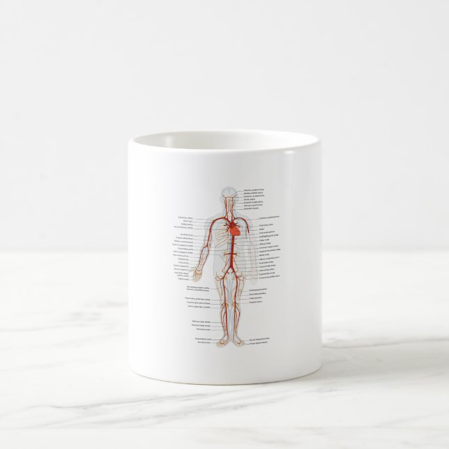 MUG Human Circulatory System of Arteries (Center)