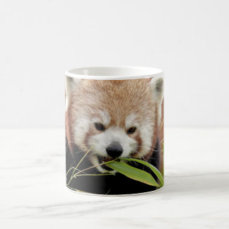 Mug Photo red panda , animals .