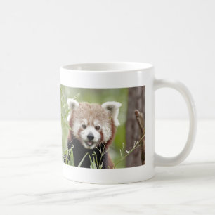 Mug Photo red panda , animals 0400.