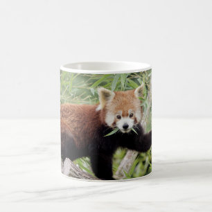 Mug Photo red panda , animals . coffee mug