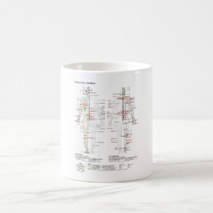 MUG Schematic Chinese Meridians Musculature Body