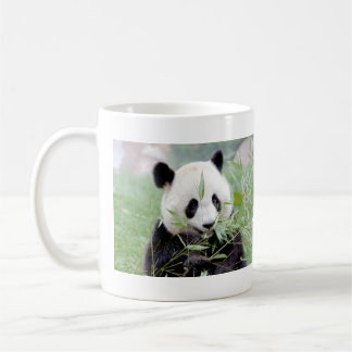 Mugs photo giant panda. Panda geant.