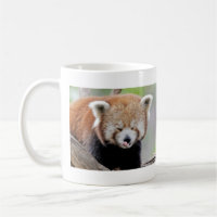 Mugs photo red panda. Panda roux. animals.