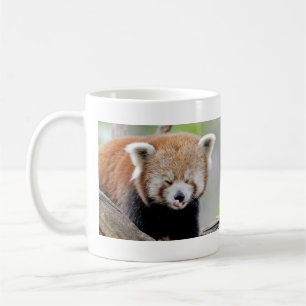 Mugs photo red panda. Panda roux. animals.