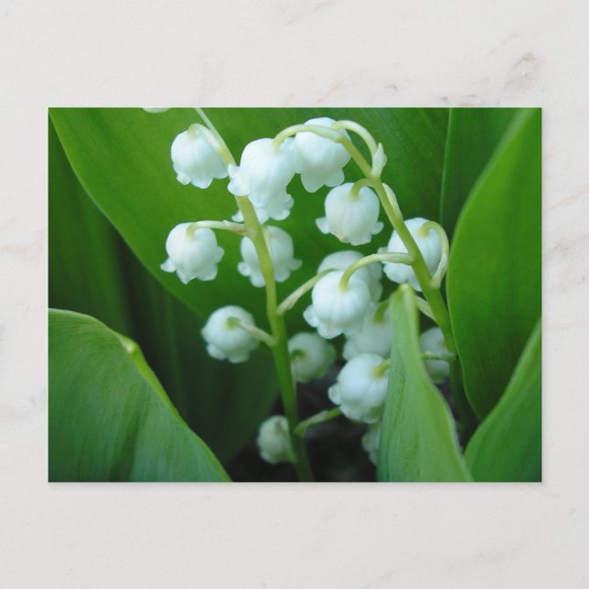 Muguet Postcard (Front)