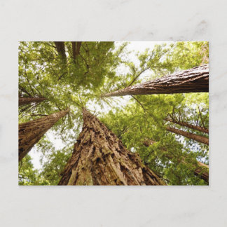 Muir Woods, CA Postcard
