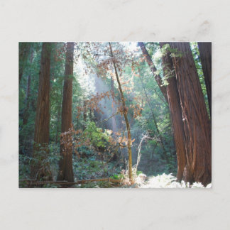 Muir Woods California Postcard