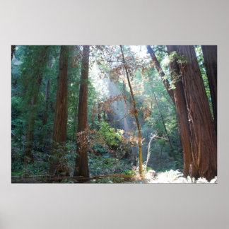 Muir Woods California Poster