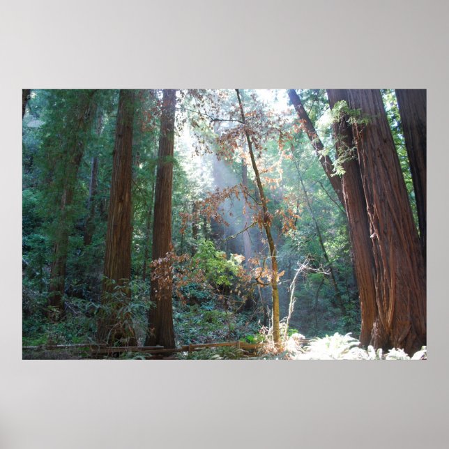 Muir Woods California Poster (Front)