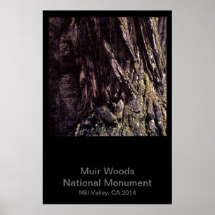 Muir Woods National Monument Colour (Dark) Poster