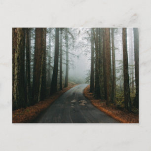Muir Woods National Monument, Mill Valley, USA Postcard