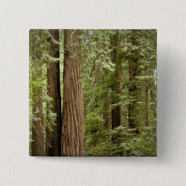 Muir Woods National Monument, Northern 15 Cm Square Badge (Front)
