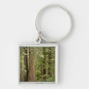 Muir Woods National Monument, Northern Key Ring