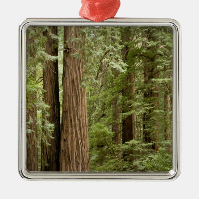 Muir Woods National Monument, Northern Metal Tree Decoration (Front)