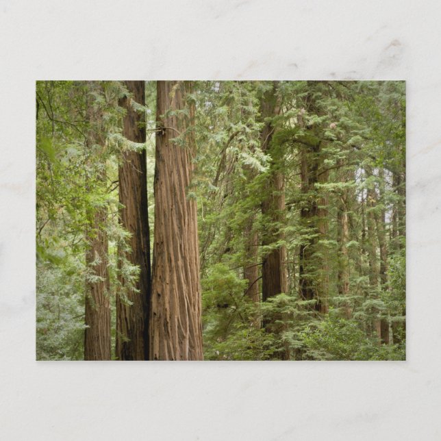 Muir Woods National Monument, Northern Postcard (Front)